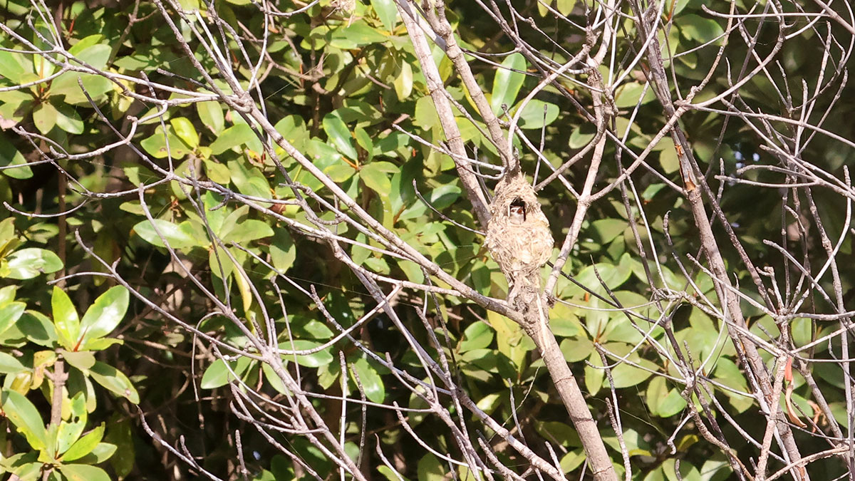 Brown Sunbird
